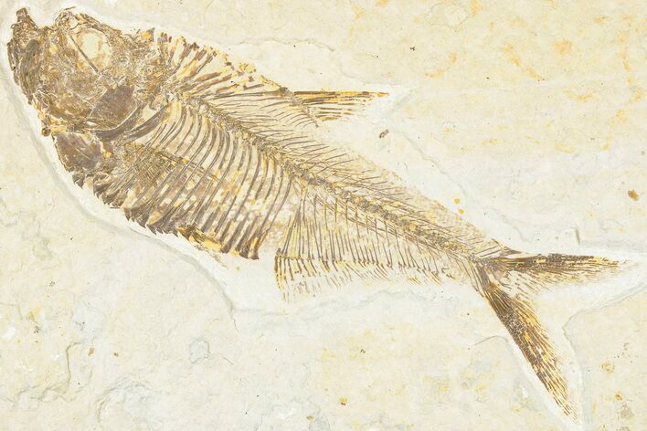Detailed Fossil Fish (Diplomystus) - Wyoming #322573